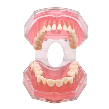 Стоматологическая модель зубов для изучения преподавания образования Обычная модель зубов взрослого человека Стоматология полости рта